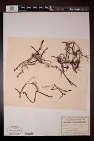 Image result for Cymodocea rotundata