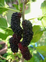 Maybe you would like to learn more about one of these? Perubatan Tradisional Khasiat Pokok Buah Mulberry