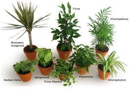 Plants Depolluantes Depolluantes Plants Decorationplants Plants Indoor Plants Planting Flowers