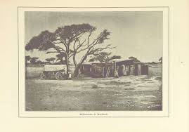 Image result for Nelsia quadrangula