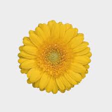 The shared meaning among all. Mini Gerbera Daisy Yellow Flowers Wholesale Blooms By The Box