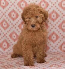 Browse thru our id verified puppy for sale listings to find your perfect puppy in your area. Newfypoo Puppies For Sale Happy Valentines Day Happyvalentinesday2016i