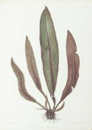 Image result for Elaphoglossum kivuense