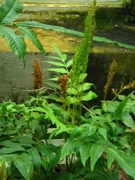 Image result for Anemiaceae