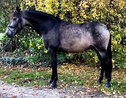 Discover buckskin horses mustang horses for sale on america's biggest equine marketplace. Pre Gelding Dark Buckskin Dressage M Level