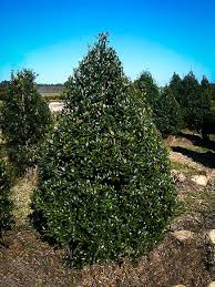 We did not find results for: Blue Prince And Princess Combo Holly Bush For Sale Online The Tree Center
