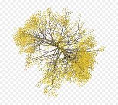 Tree Floor Plan Plant Architecture Tree Top View 713 799 Is About Plant Tree Yellow Mimosa Branch Twig Trees Top View Architectural Trees Tree Photoshop