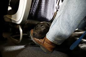 Codeshare flights and flights with other airlines. American Airlines Is Grounding Emotional Support Animals