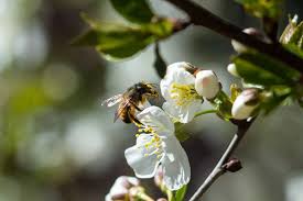 Bring birds and other wildlife into your garden with these perennial favorites. How To Attract Birds Bees Into Your Garden Gardens Country And Town House