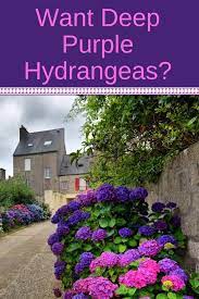 Would You Like To Turn Your Pink Or Blue Hydrangeas Into Purple Ones Here S A Quick And Easy Way To Transform Your Ga Hydrangea Garden Hydrangea Colors Plants