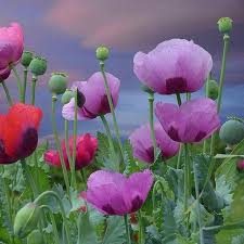 Pin By Guler Akin Gulpinar On Flowers Poppy Flower Flower Painting Flowers Photography