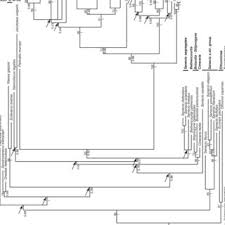 Image result for Emilia hockii