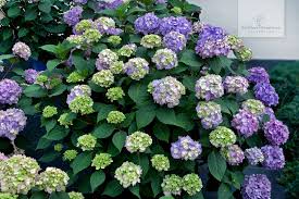 Die Traumhafte Blutenpracht Der Endless Summer Bloomstar Hortensie Sticht Sofort Ins Auge Pflanzen Hortensienpflanze Hortensien Garten