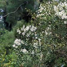Monrovia's avalanche evergreen clematis details and information. Clematis Paniculata New Zealand Plant Conservation Network