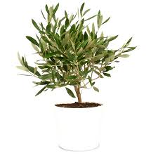 Lassen sie die olive so lange wie möglich draußen stehen. Pflanzensteckbrief Olive Alles Rund Um Die Pflanzung Und Pflege