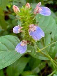 Image result for Justicia petiolaris