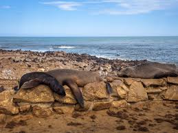 Henry olusegun adeola samuel), более известный под псевдонимом сил (англ. Cape Cross Seal Reserve Namibia The Complete Guide