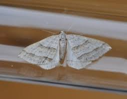 Image result for Mesotype parallelolineata