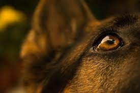Pannus And Other German Shepherd Eye Problems Allshepherd