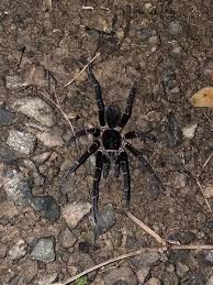 Image result for Burttia prunoides