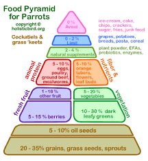 Cockatiel Food Pyramid Food Pyramid Parrot Bird Food