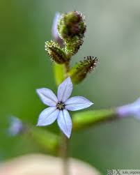 Image result for Plumbaginaceae