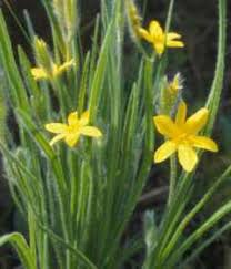 Image result for Hypoxis angustifolia