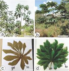 Image result for Cecropia pachystachya