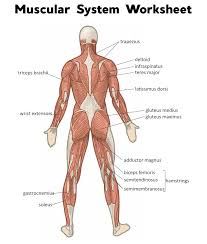 Posterior muscles of the body unlabeled. Muscular System Diagram Unlabeled