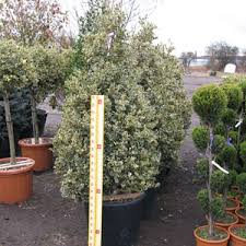 Maybe you would like to learn more about one of these? Cheap Ilex Holly Topiary Pyramids Online Buy Ilex Aquifolium Variegata Online Cheap Holly Topiary Uk