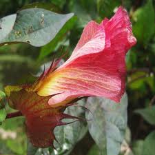 Image result for Gossypium barbadense