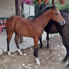 Image result for Light Buckskin 1989 Colt