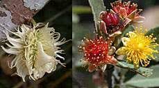 Image result for Achariaceae