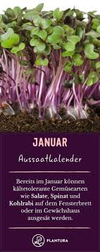 Aussaatkalender Wann Wird Was Ausgesat Plantura Aussaat Kalender Wintergemuse Anbauen Gemuse Pflanzen