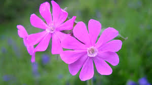 We did not find results for: Red Campion Silene Dioica Woodland Trust