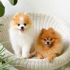 How to make pom pom puppies. Pomeranian Puppies For Sale Available In Phoenix Tucson Az