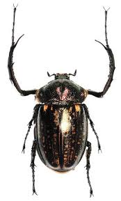 Beetle Big Black Bug In House Cheirotonus Peracanus Bugs And Insects Beetle Insect Insects