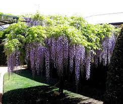 Wisteria Tree Backyard Plants Backyard Trees Wisteria Tree