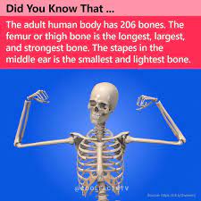Bones Of The Human Body Human Bones Human Bones Anatomy Human Body Facts