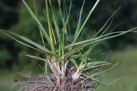 Image result for Sporobolus sanguineus