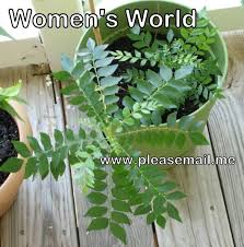 Curry essential oil benefits are enormous, and it is also readily available. Curry Leaf Plants From Root Suckers Seedlings Curry Leaf Plant Plant Seedlings Curry Leaves