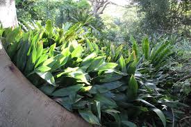 Image result for Aspidistra