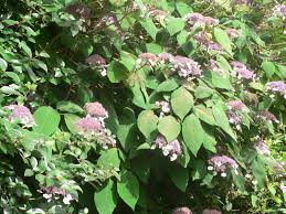 Image result for Striga aspera