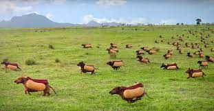 a bunch of dachshunds dressed as hot dogs race in a field best commercial ever wiener dog hot dogs weenie dogs