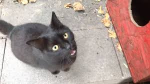This cat meowing so loud asking for food #hungrycat #cryingloud cat crying loudly,cat crying loudly at night,cat crying loudly outside,cat crying loudly vide. Black Cat Meowing For Food Youtube