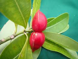 Image result for Ochrosia