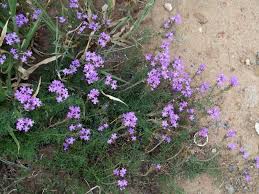 Image result for Verbena aristigera