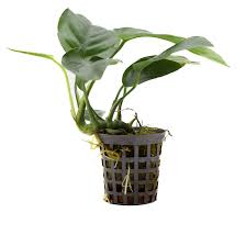 Image result for Astropanax barteri