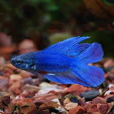 Fw Twin Tail Betta Male