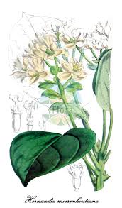 Image result for Hernandiaceae